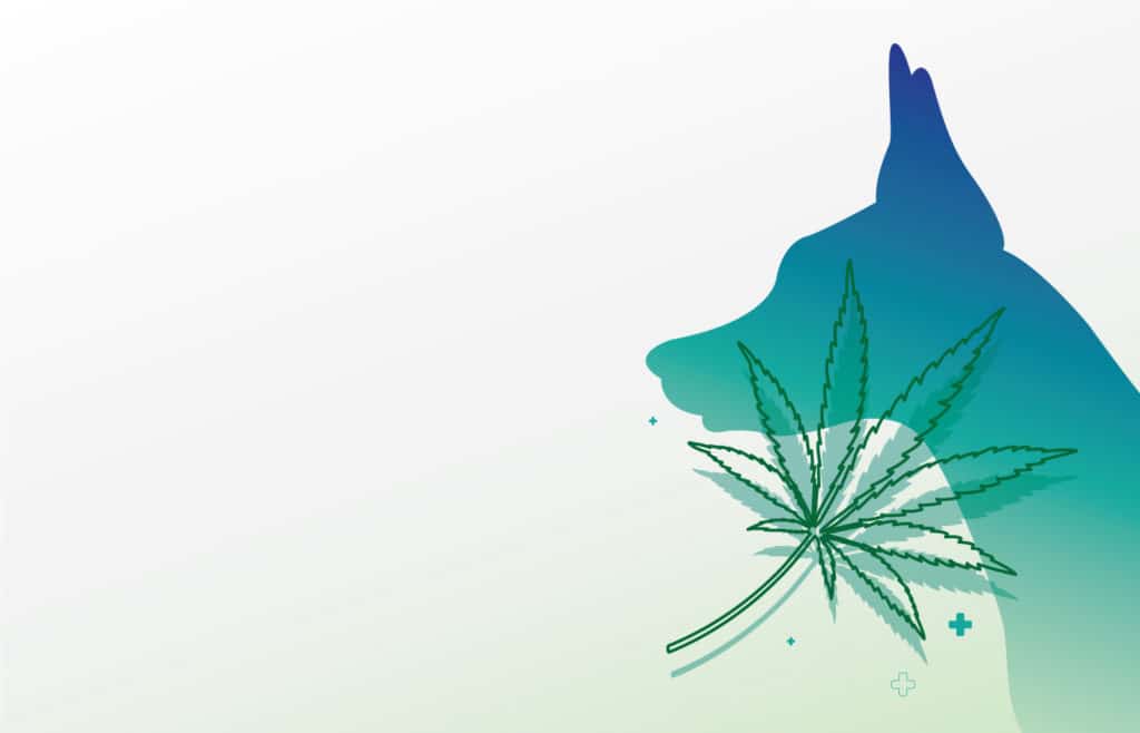 Choosing a CBD product for your dog: the major difference between treats, tinctures, and tablets