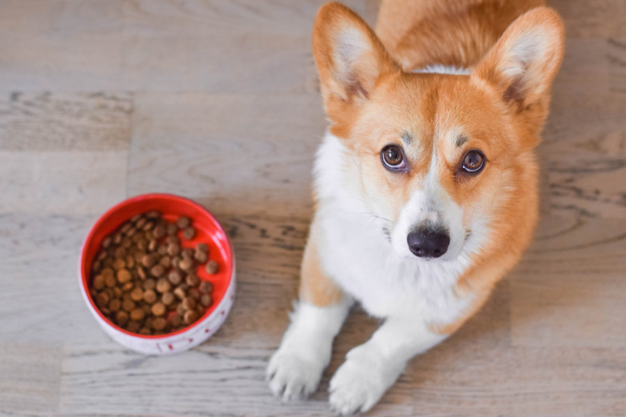 How to choose the right diet for a dog with food allergies