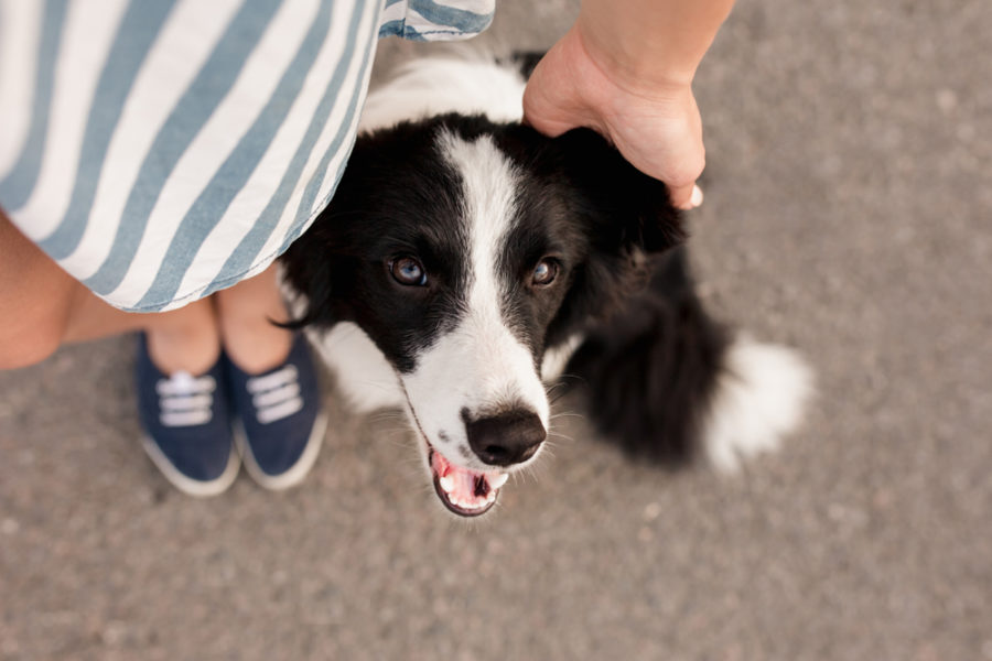 4 ways to exercise your dog’s mind