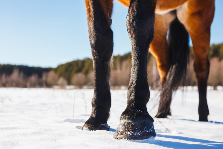 Preventing winter hoof issues