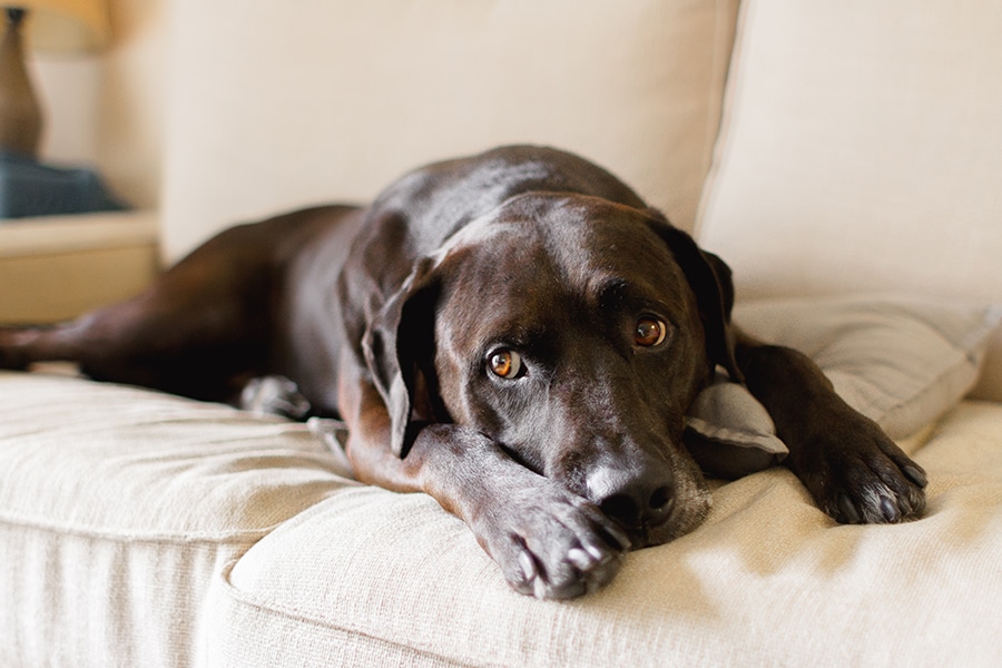 Understanding canine noise phobia