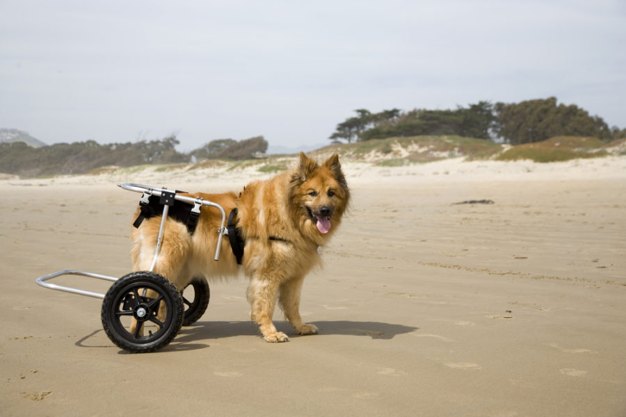 5 tips for traveling with a special needs dog