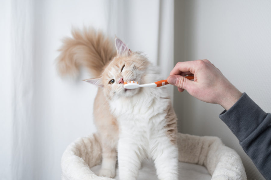 The best dental products for cats