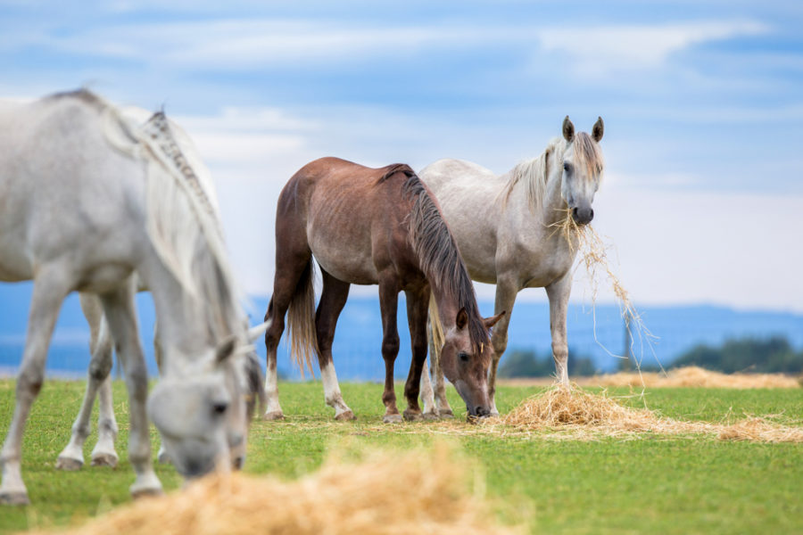 Top tips for preventing equine ulcers