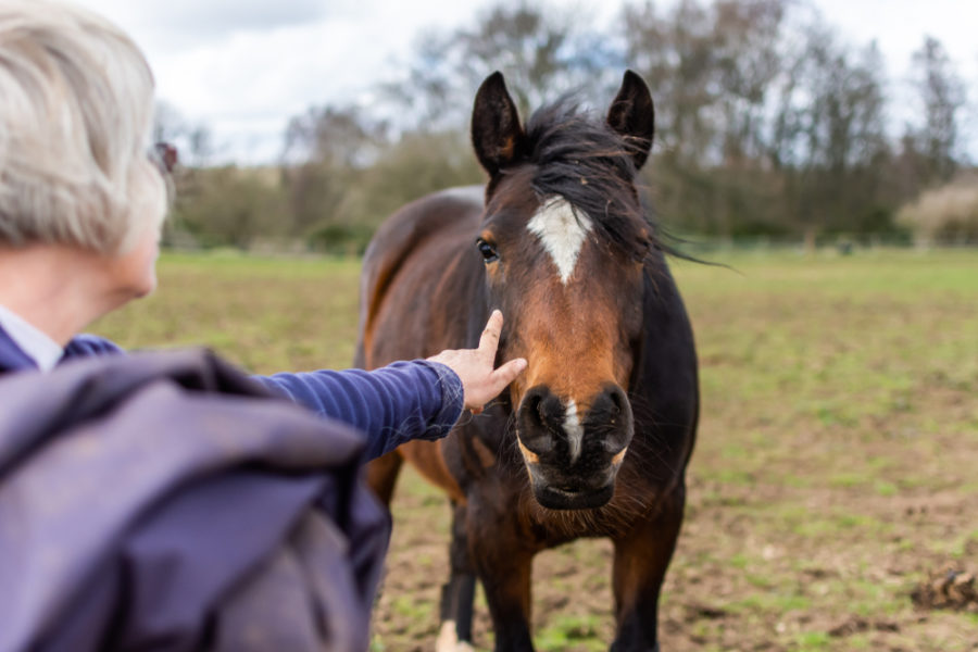 Bonding with your horse