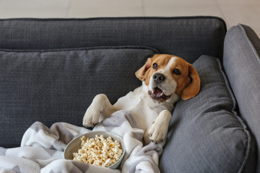 8 best pet movies of 2019 