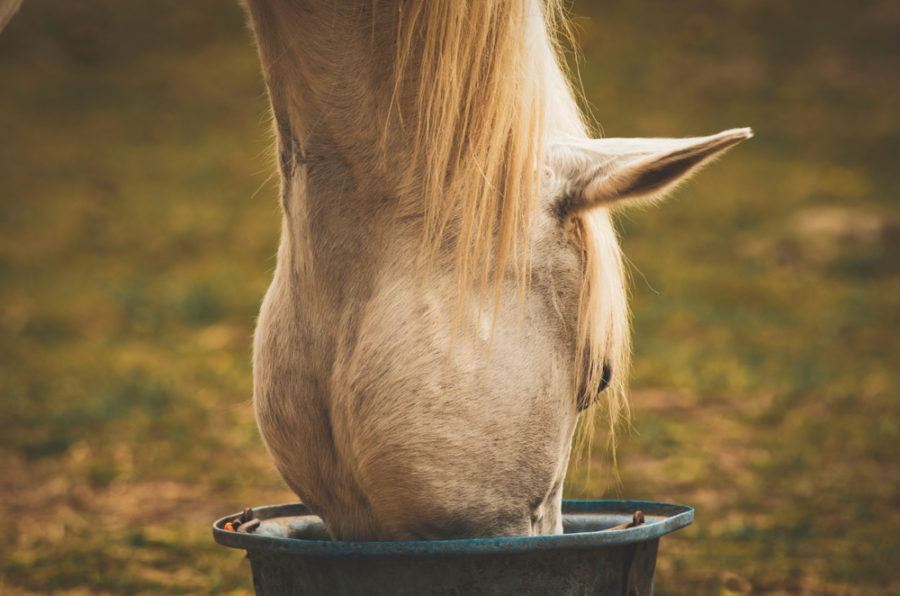 Top sources of Omega-3 fatty acids for horses