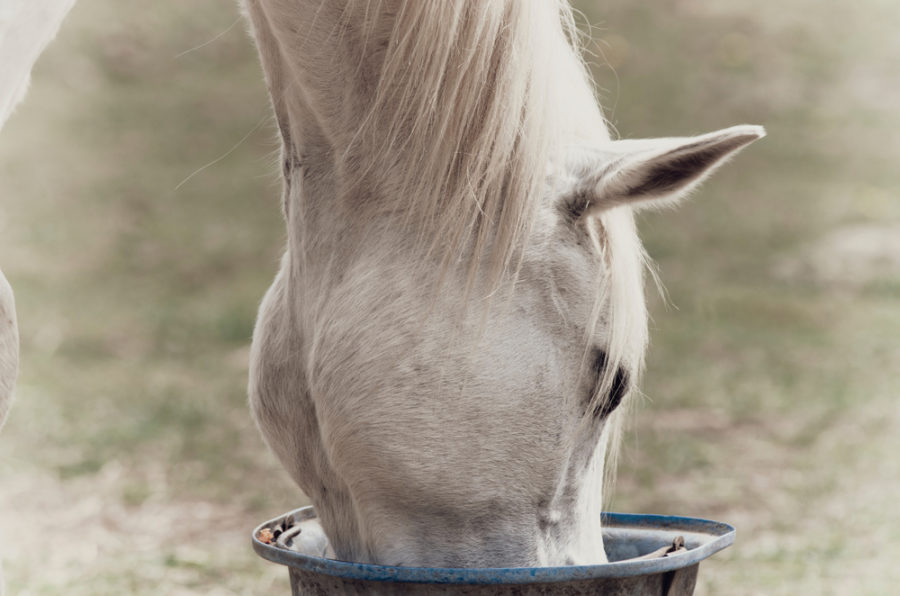 3 things to look for in a horse feed