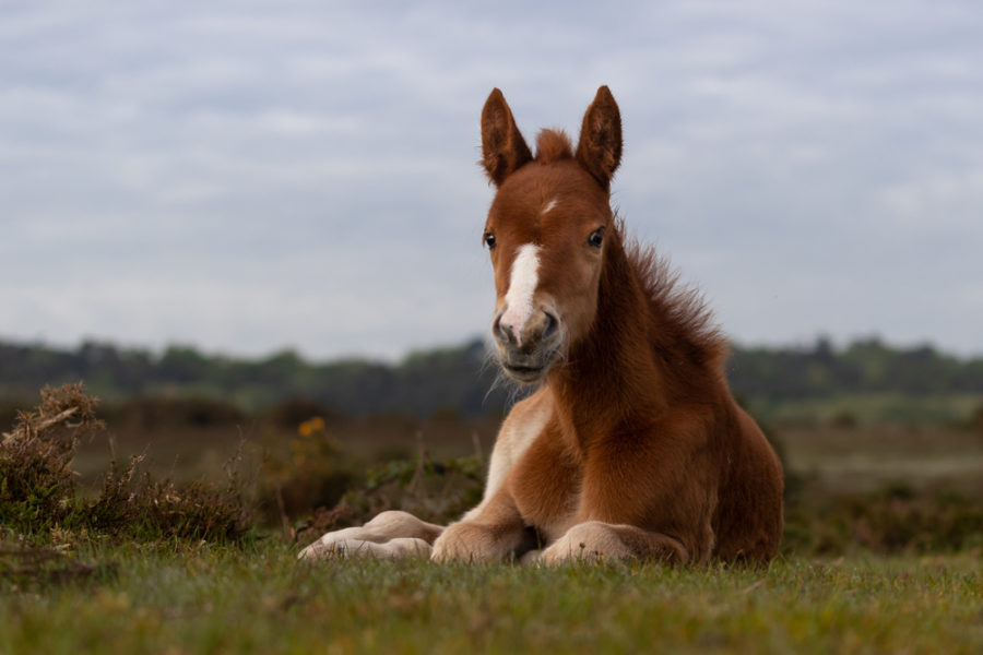 Foal imprinting