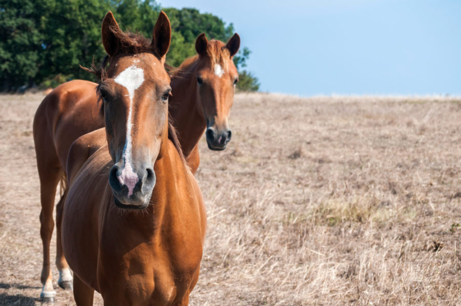 Anesthesiologist discovers new way to sedate horses