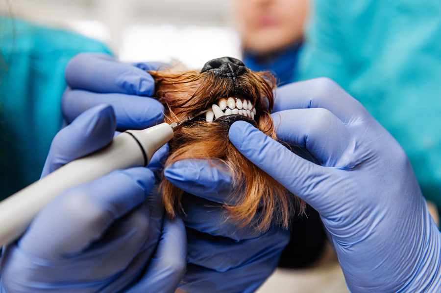 Your dog's dental exam