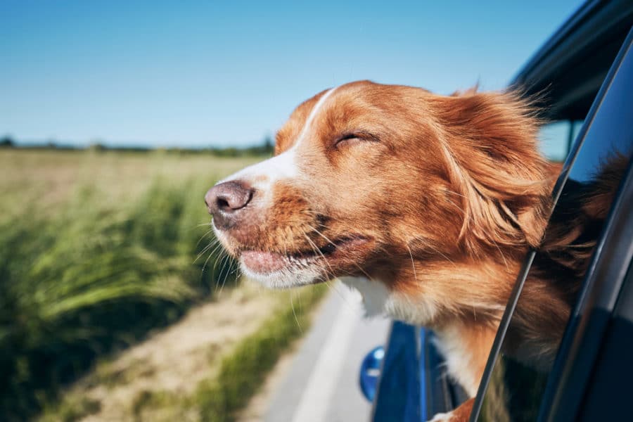 New research reveals where dogs feel the most comfortable in cars