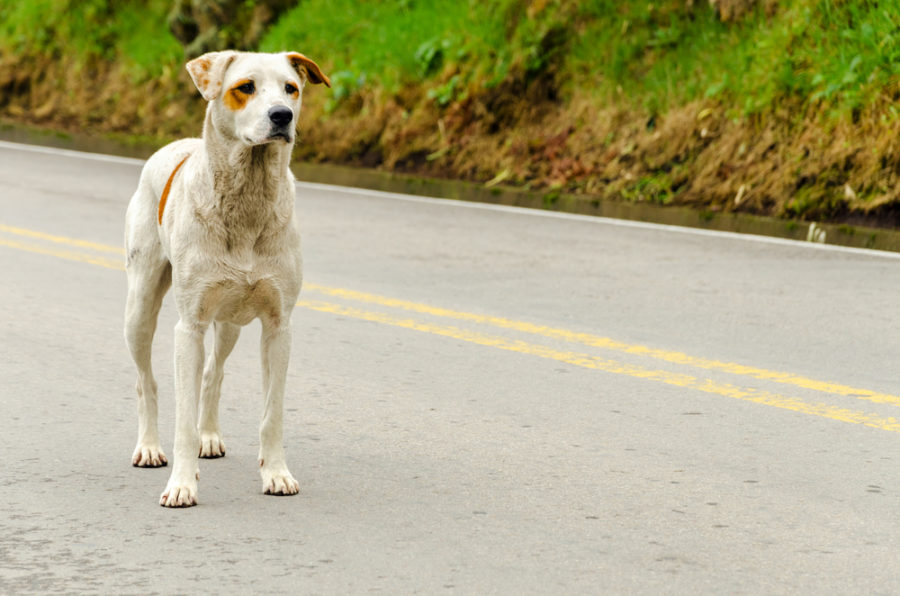 How to safely approach a stray dog