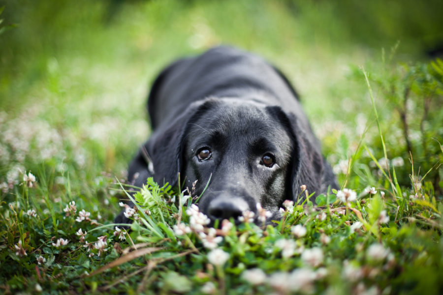 Are dogs born in summer more likely to develop heart disease?