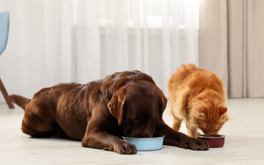 Supporting your pet’s gut health