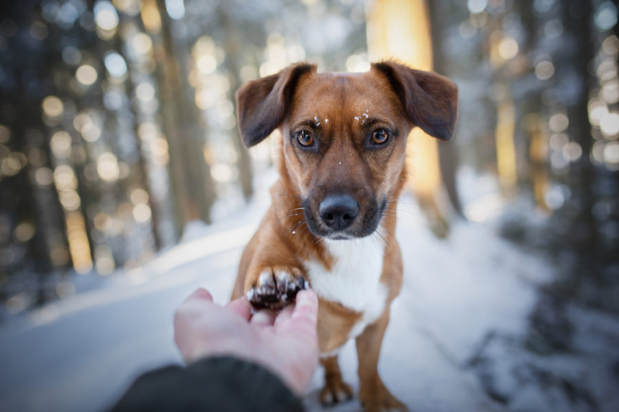 Winter paw care for your dog