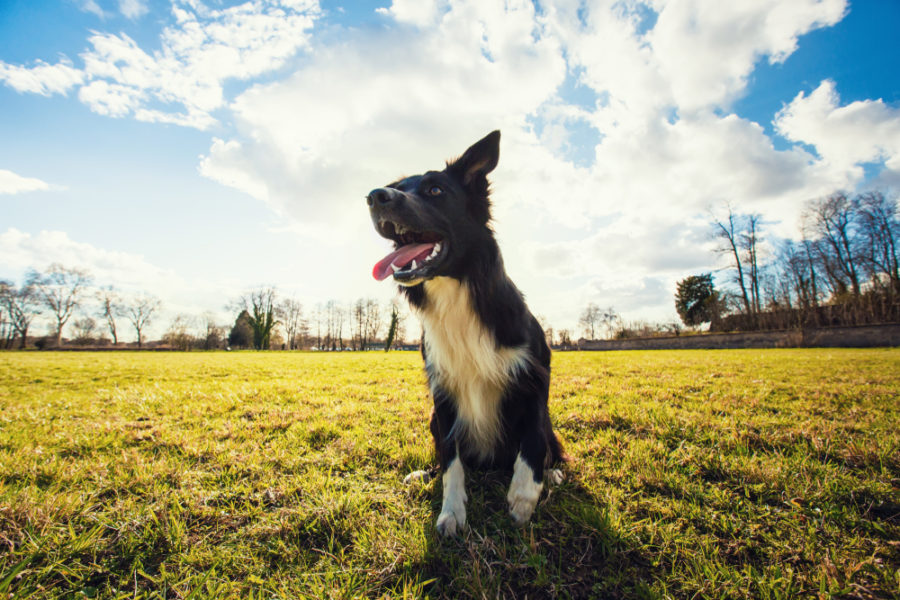 How to stop your dog from herding people