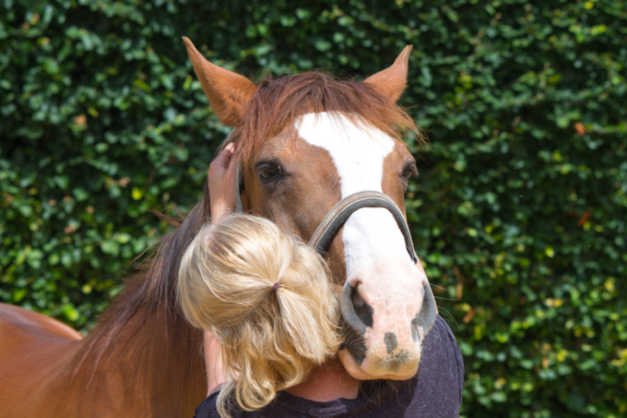 Holistic therapies for better well-being in your horse