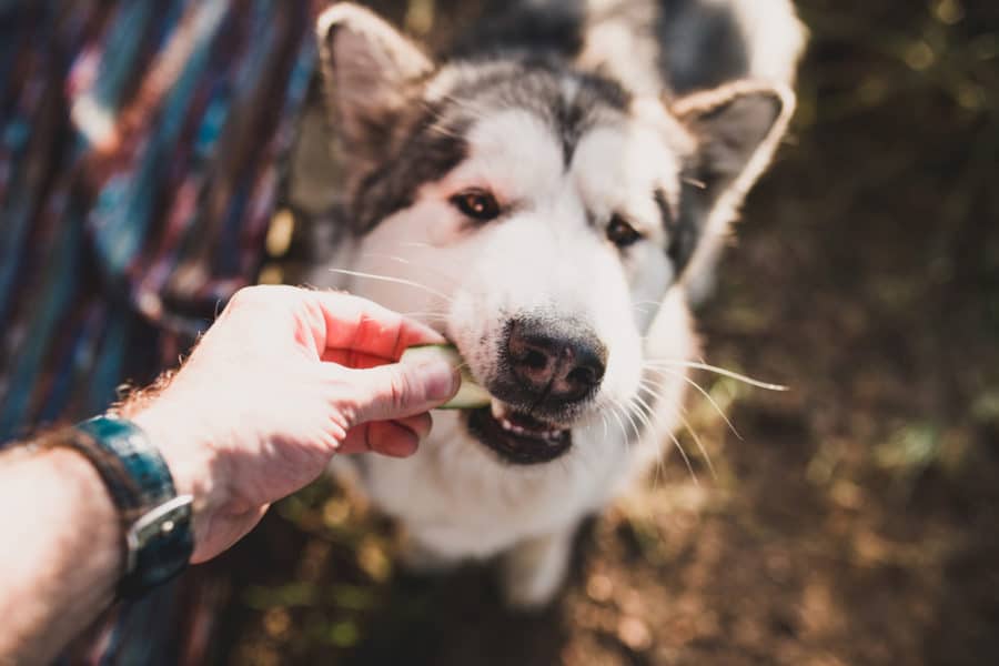 Curious about raw veggies for your dog? Try the bunny test!