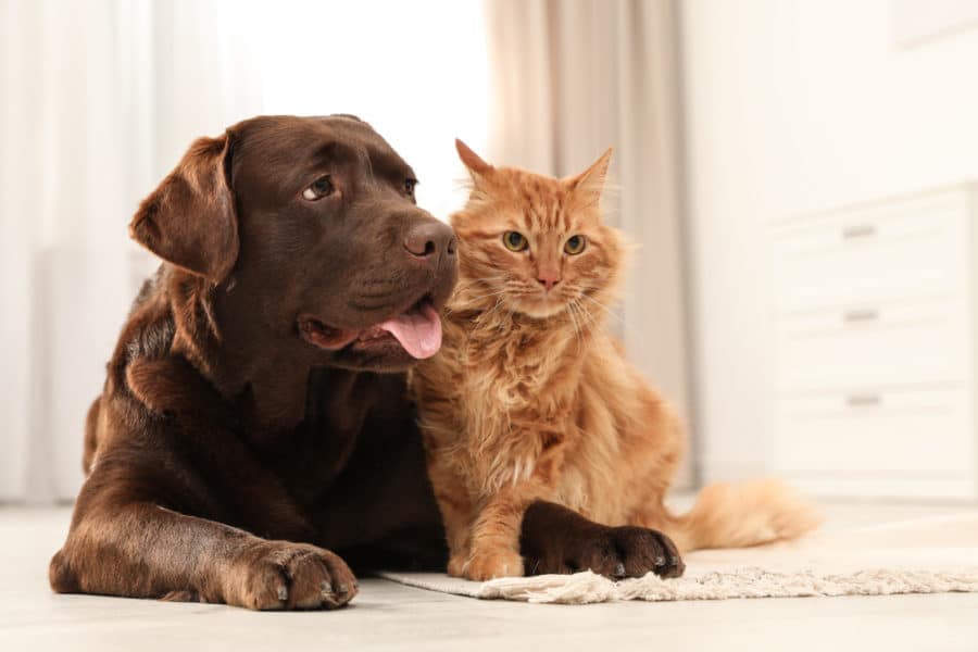 Supporting joint health as dogs and cats age