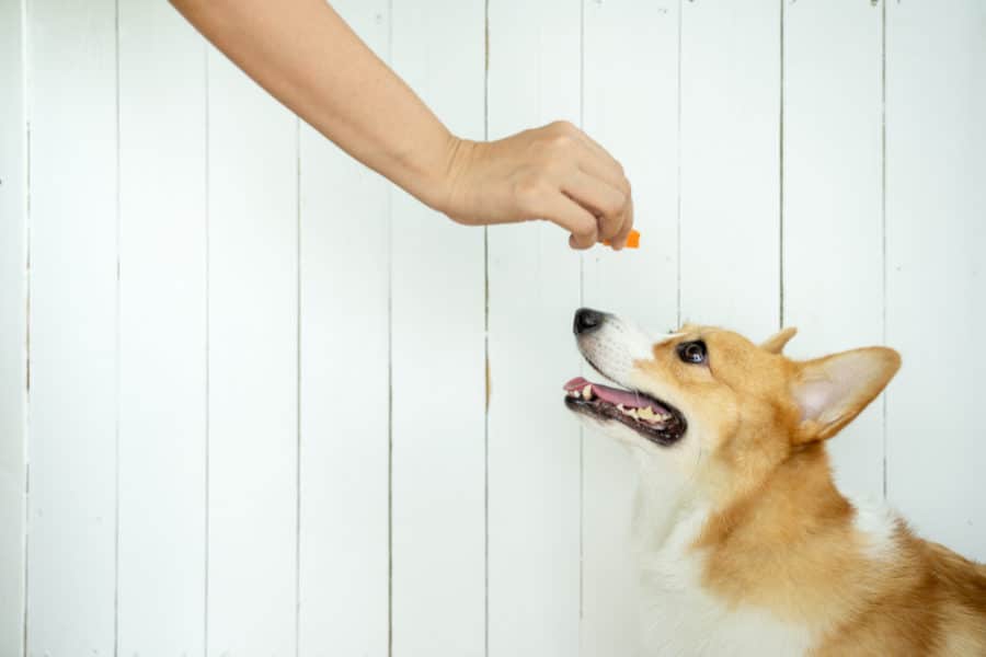 Does your dog eat too fast?