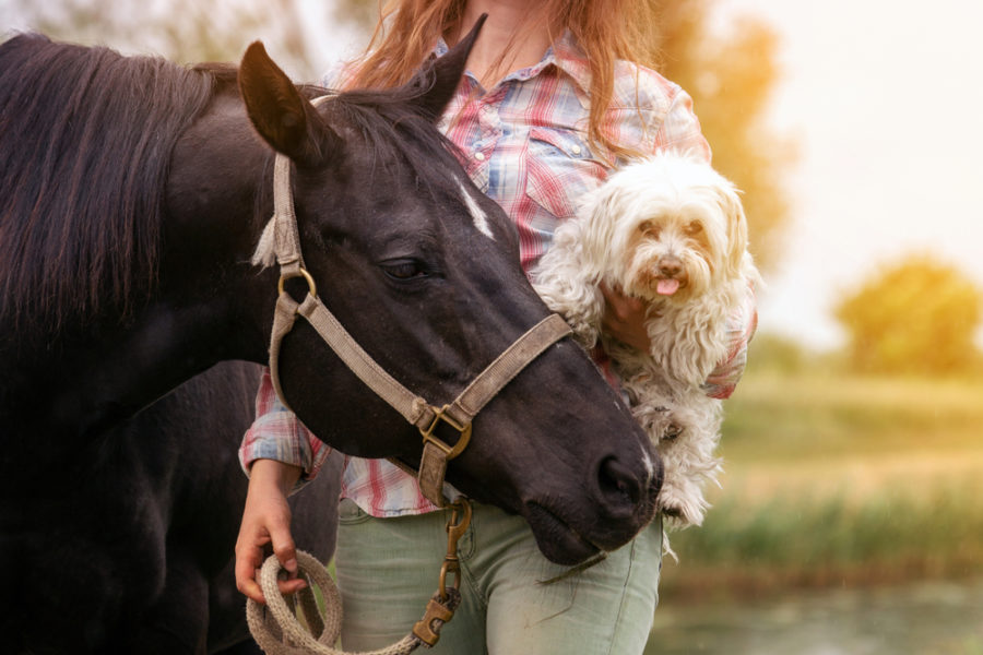 Introducing your dog to your horse