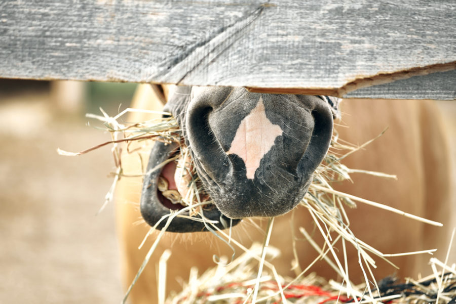 What not to feed your horse