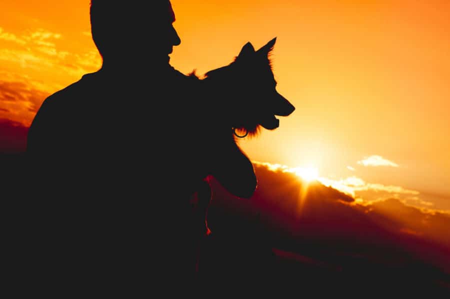 How a Bearded Collie helped her human through depression