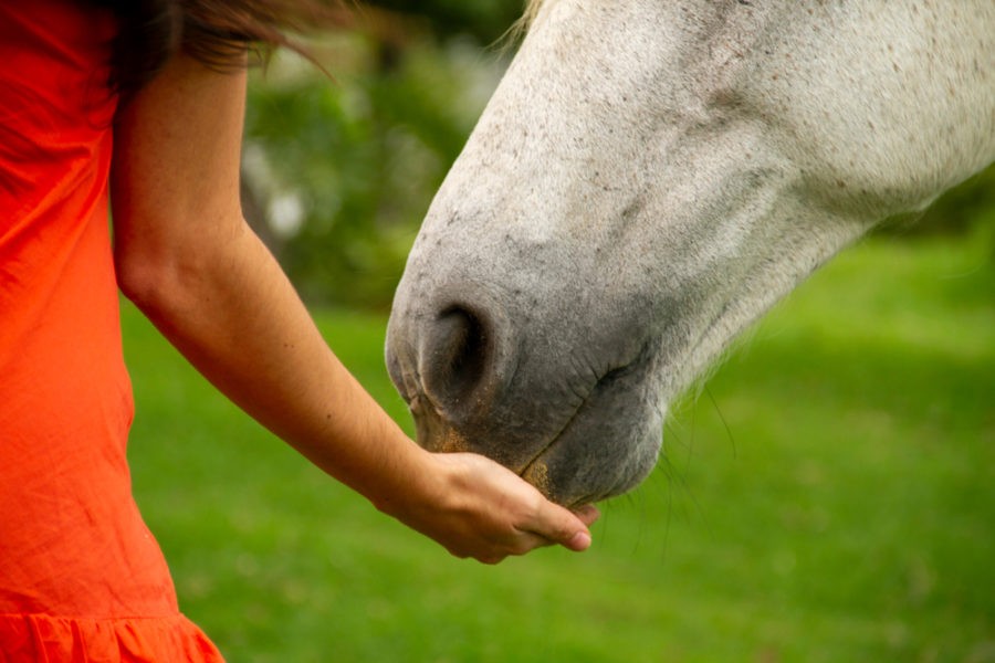 Improve your horse’s digestion and GI motility, naturally