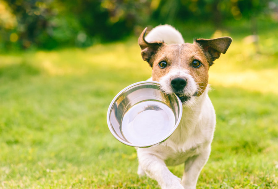 How a healthy gut helps protects your pet against allergies