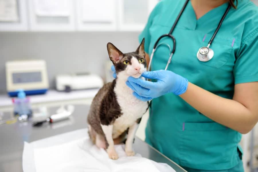 Feline gastrointestinal disease: a systematic approach to diagnosis