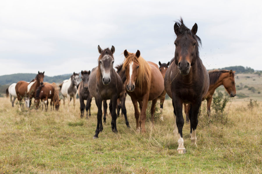 New app lets you compare your horse to others