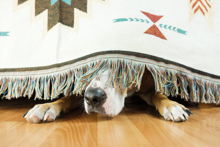 Is your dog overly anxious? Acupressure can help!