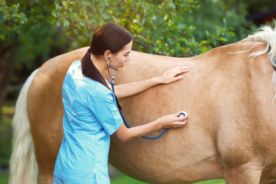 6 easy ways to promote your horse’s gut health