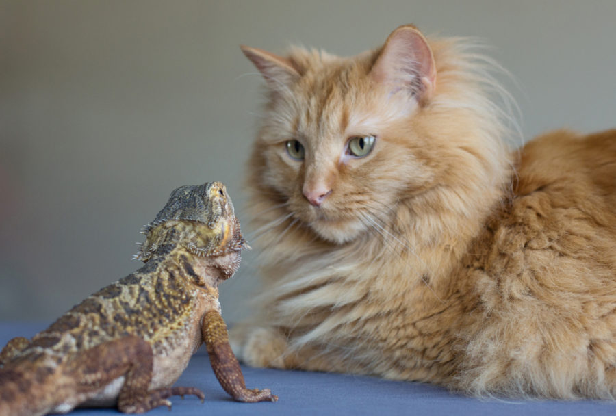 Five tips for introducing a reptile into a household with dogs and cats