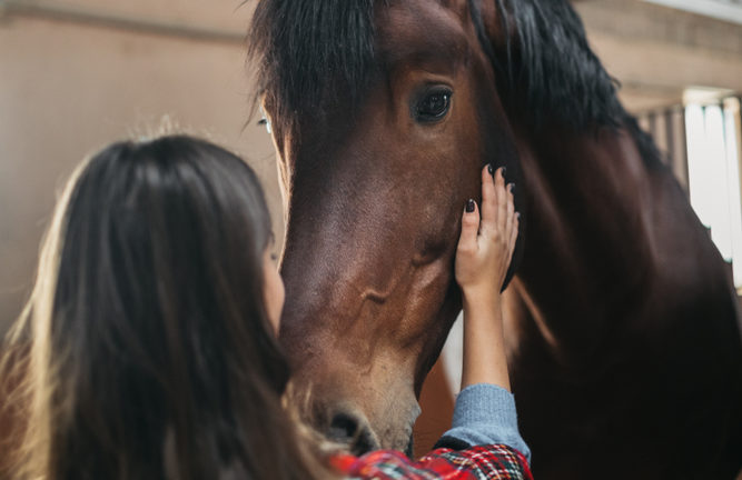 Caring for your horse after antibiotics