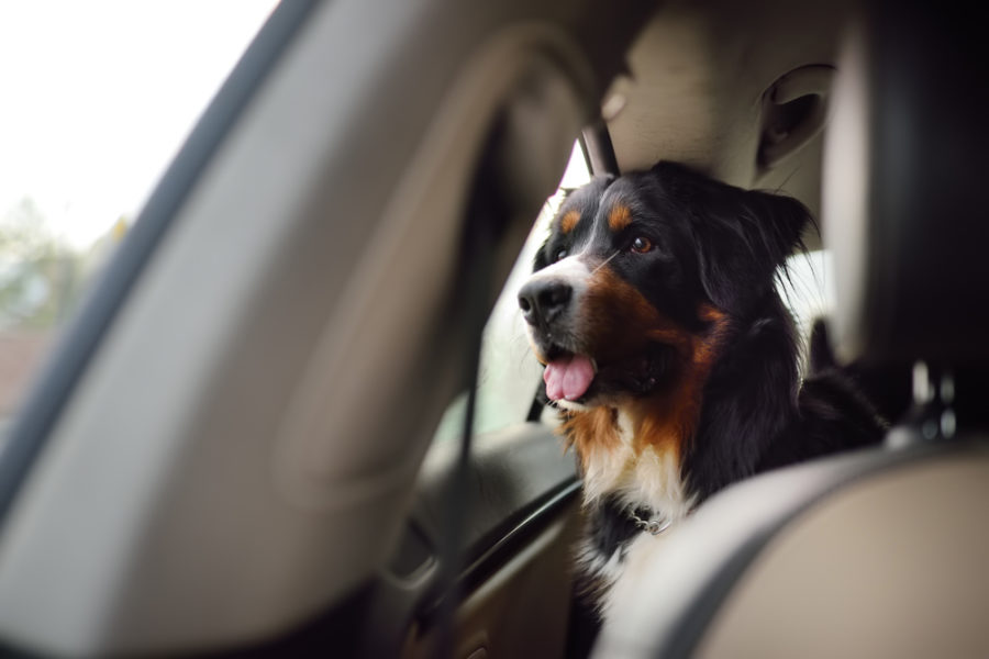 Uber introduces new pet-friendly feature