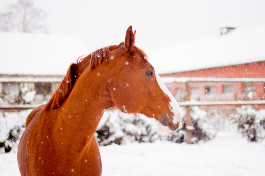 5 myths about winter horse care