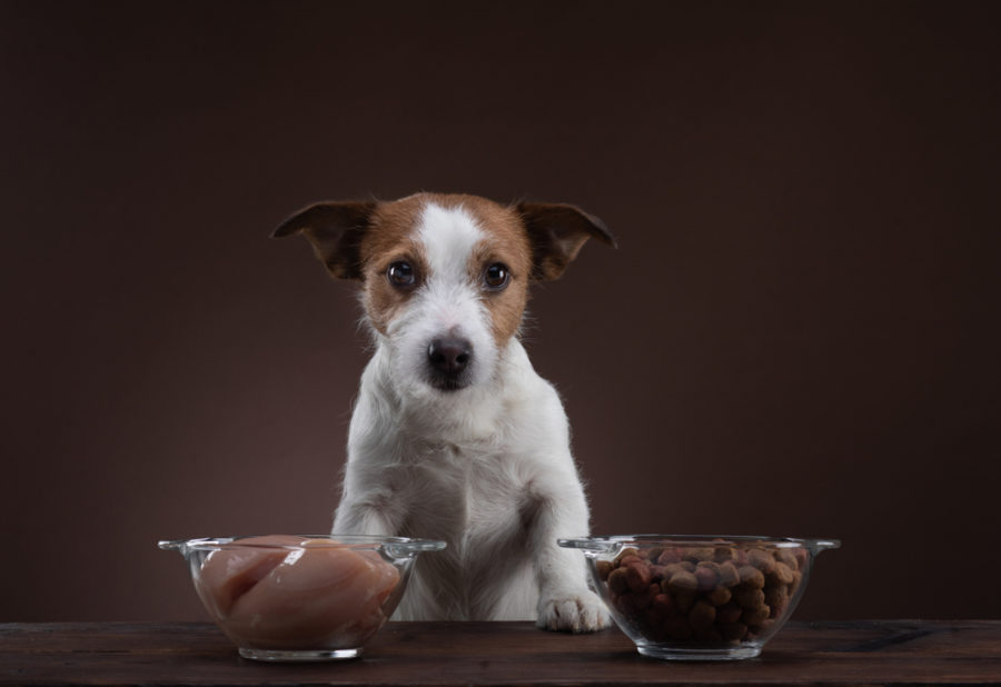 All about rotational feeding for dogs