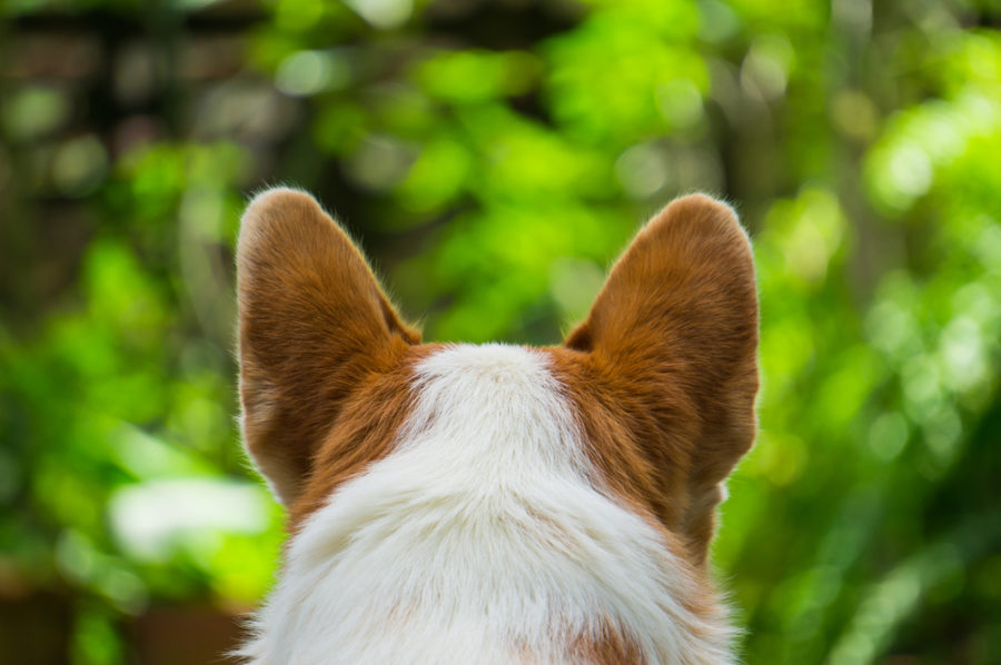 Does your dog have recurring ear infections?