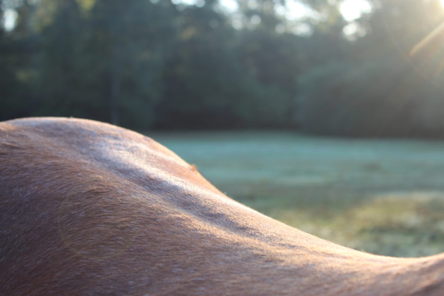 Assessing and working with your horse’s lumbar spine