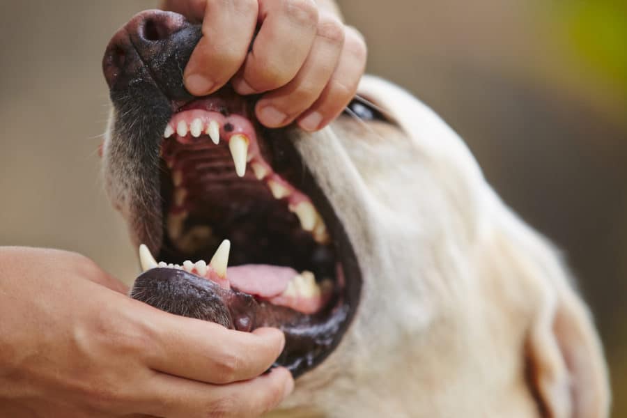 Easy-to-spot signs of dental problems in dogs (and how to prevent them)