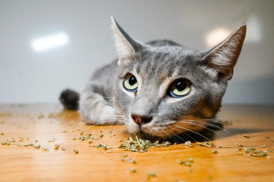 5 unique ways to use catnip