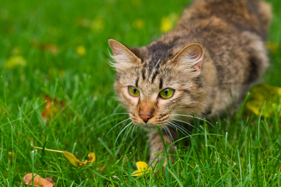 Feeding your cat as a hunter