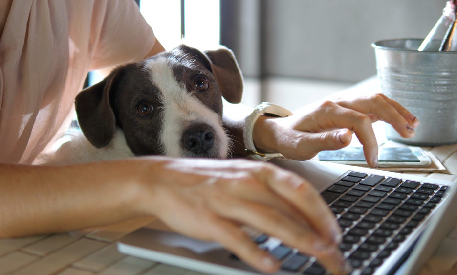 3 steps to prevent your dog from getting underfoot when working remotely