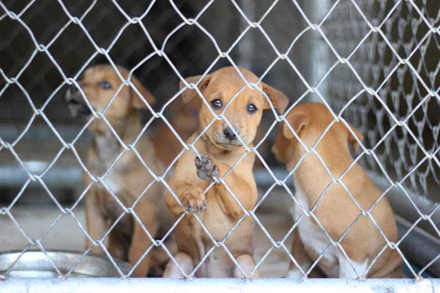 New York senate passes bill to shut down puppy mill pipeline