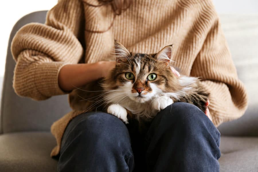 The upsides of being a cat lady: 5 benefits of feline companionship