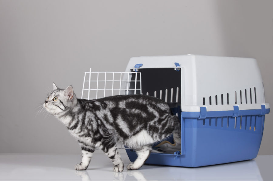 Choosing a cat carrier