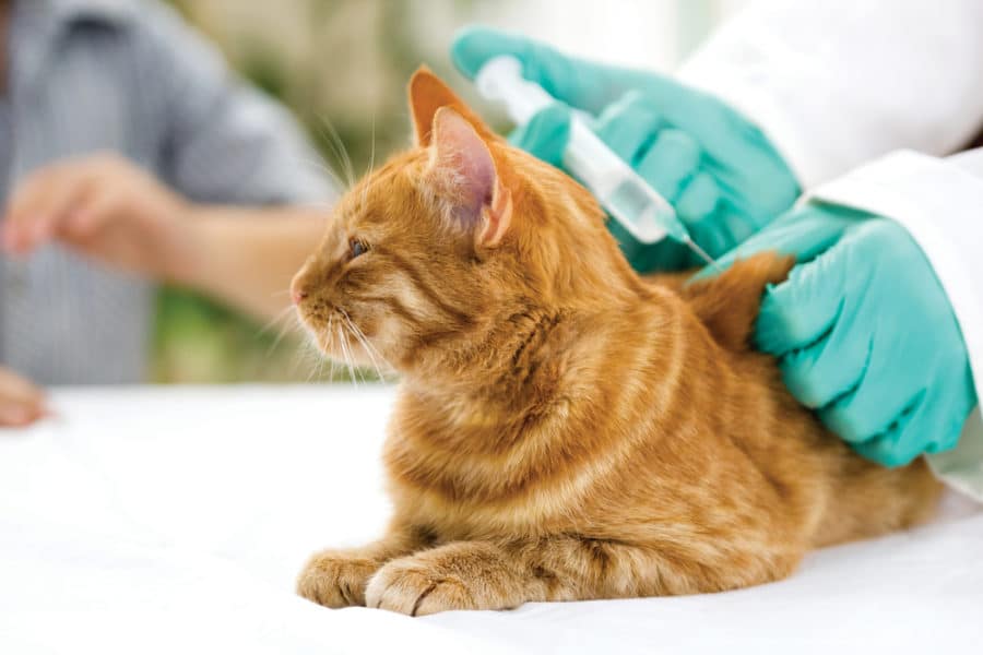 New feline vaccine guidelines