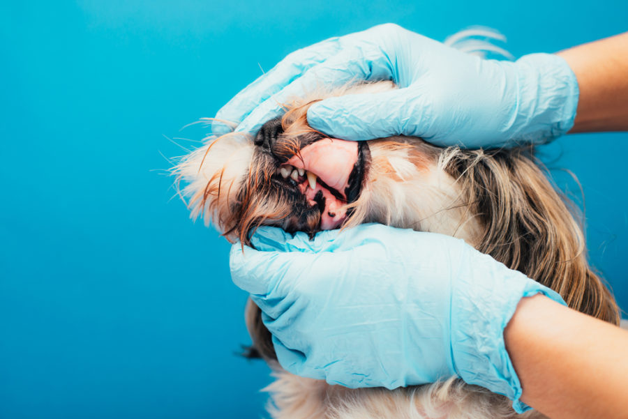 Does your pet need a dental extraction?